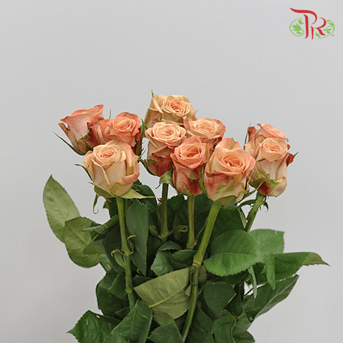 Rose - Cappuccino (10 Stems)-Cappuccino-China-prflorist.com.my
