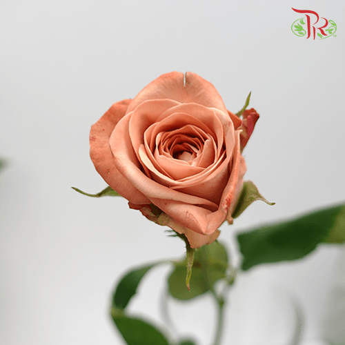 Rose - Cappuccino (20 Stems)-Cappuccino-China-prflorist.com.my
