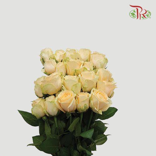 Rose - Champagne ( 10 Stems )-Champagne-China-prflorist.com.my