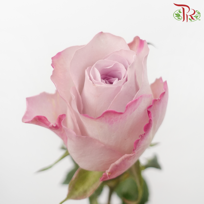 Rose - Charisma (10 Stems)-Charisma-China-prflorist.com.my