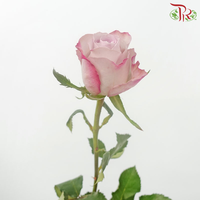 Rose - Charisma (10 Stems)-Charisma-China-prflorist.com.my