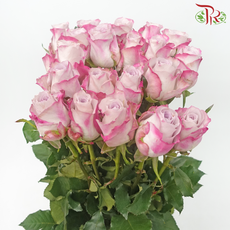 Rose - Charisma (10 Stems)-Charisma-China-prflorist.com.my