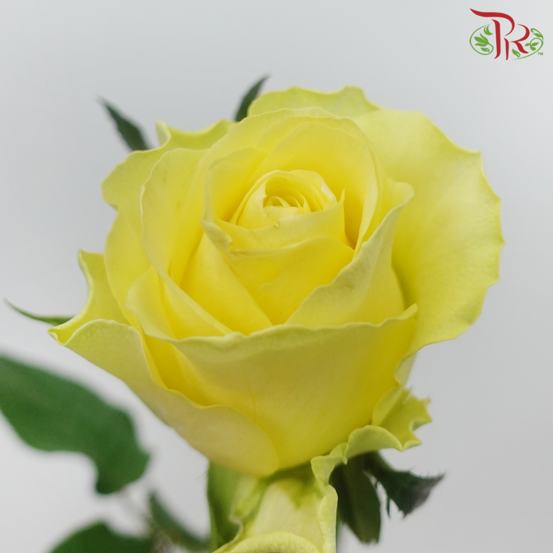 Rose - Chatreuse Yellow (10 Stems)-Yellow-China-prflorist.com.my