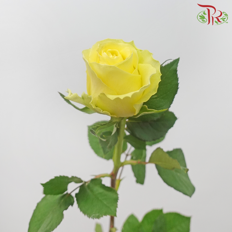 Rose - Chatreuse Yellow (10 Stems)-Yellow-China-prflorist.com.my