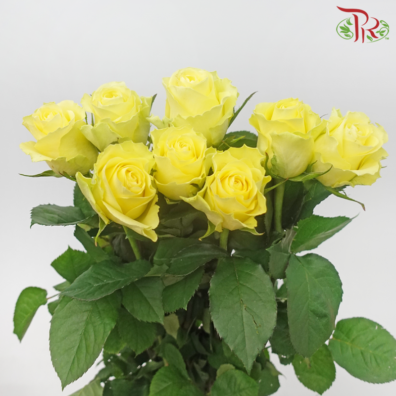 Rose - Chatreuse Yellow (10 Stems)-Yellow-China-prflorist.com.my