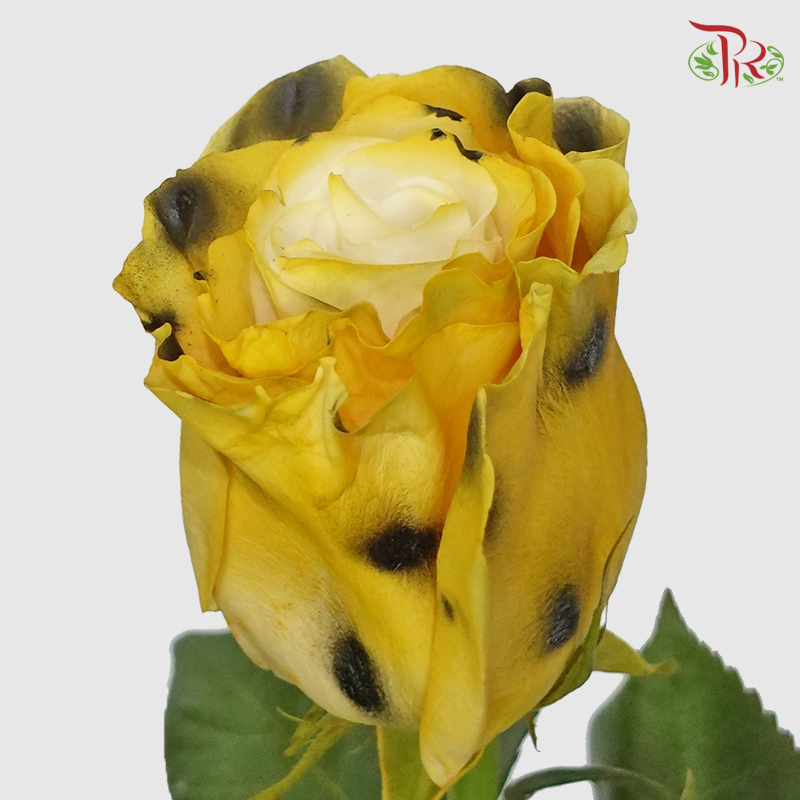 Rose Cheetah - (10 Stems)-Ecd-prflorist.com.my