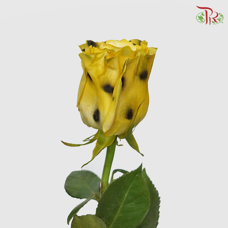 Rose Cheetah - (10 Stems)-Ecd-prflorist.com.my