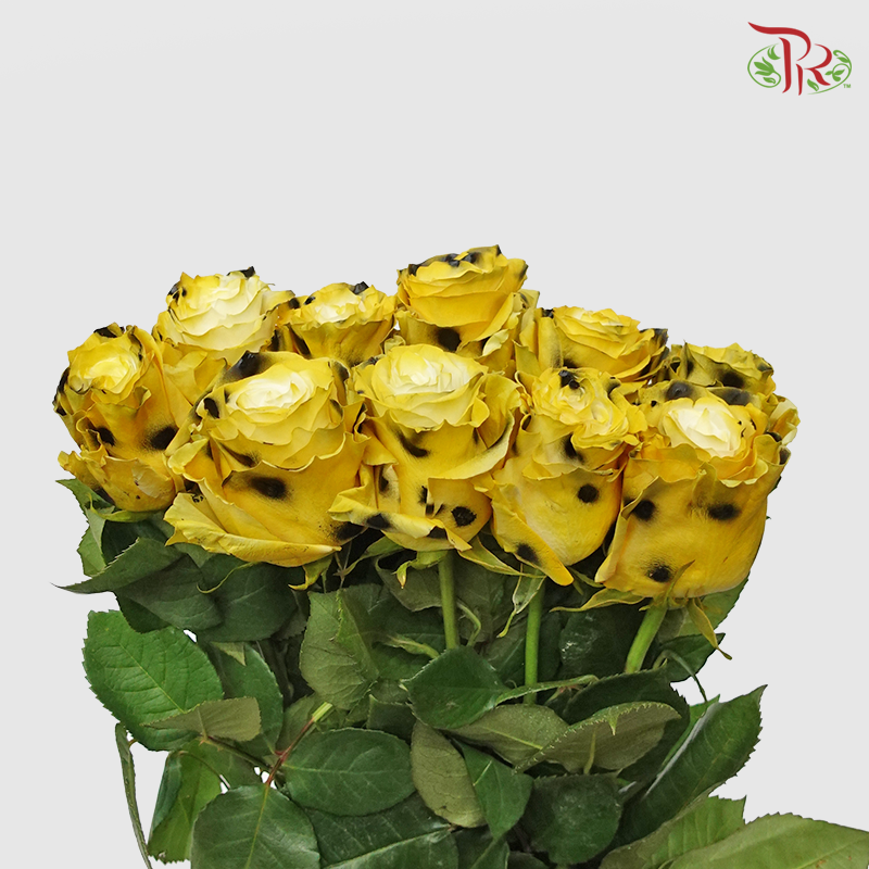 Rose Cheetah - (10 Stems)-Ecd-prflorist.com.my