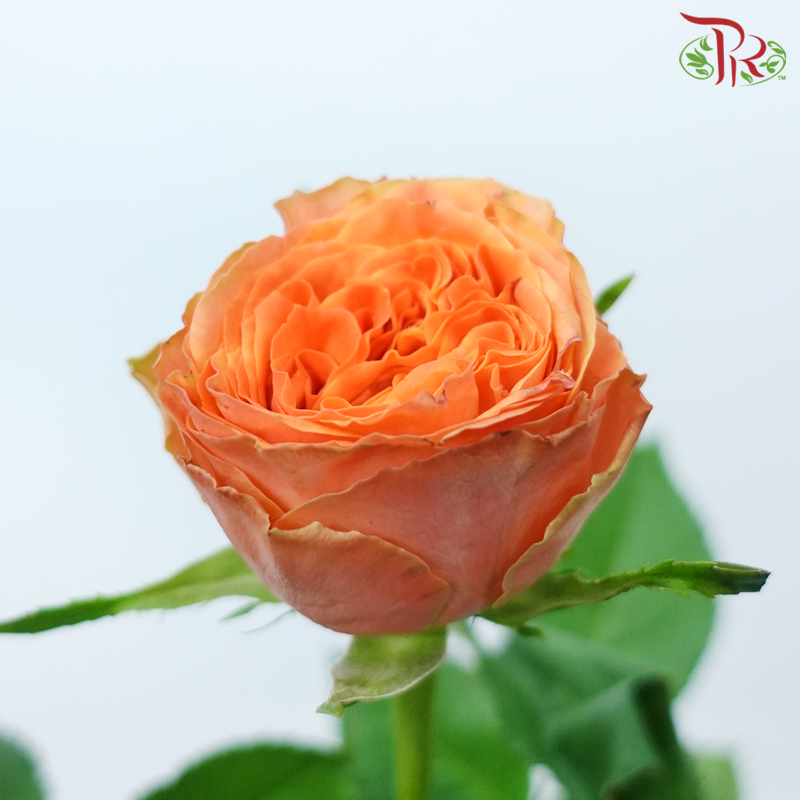 Rose - City Garden (10 Stems)-Orange-China-prflorist.com.my