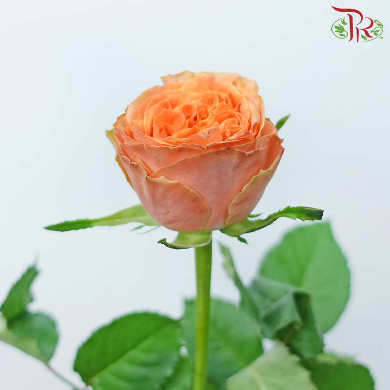 Rose - City Garden (10 Stems)-Orange-China-prflorist.com.my