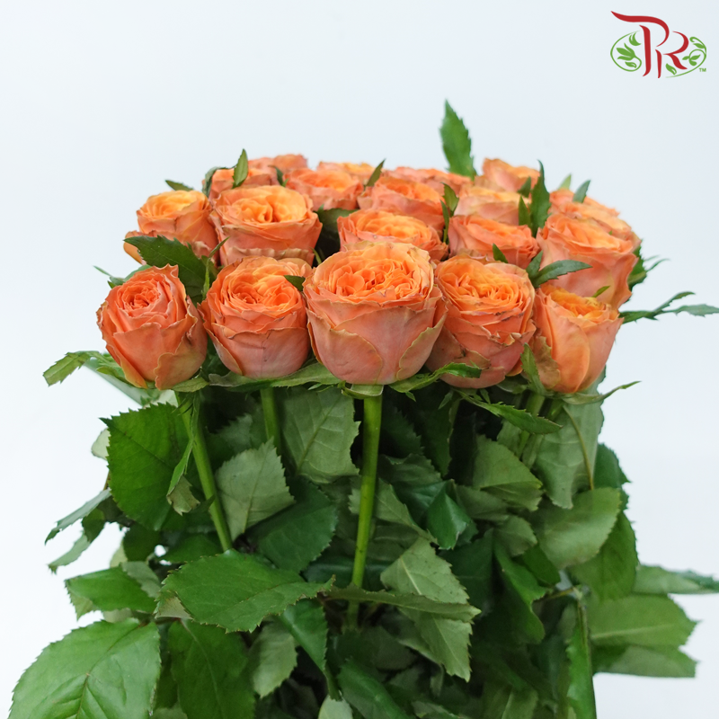 Rose - City Garden (10 Stems)-Orange-China-prflorist.com.my
