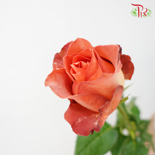 Rose - Coffee Time (10 Stems)-Coffee-China-prflorist.com.my