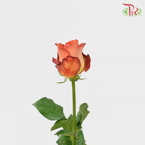 Rose - Coffee Time (10 Stems)-Coffee-China-prflorist.com.my