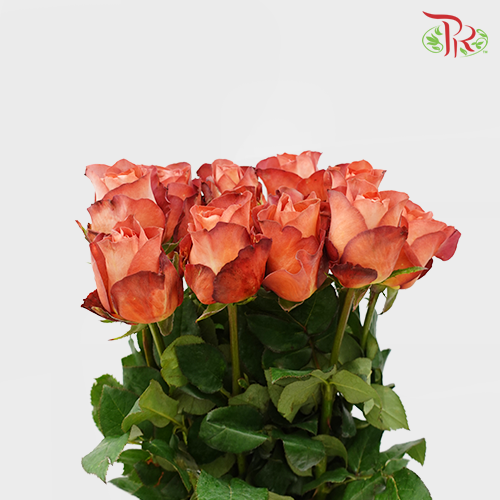 Rose - Coffee Time (10 Stems)-Coffee-China-prflorist.com.my