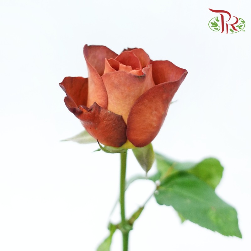Rose - Coffee Time (10 Stems)-Coffee Time-China-prflorist.com.my