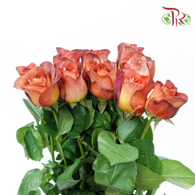Rose - Coffee Time (10 Stems)-Coffee Time-China-prflorist.com.my