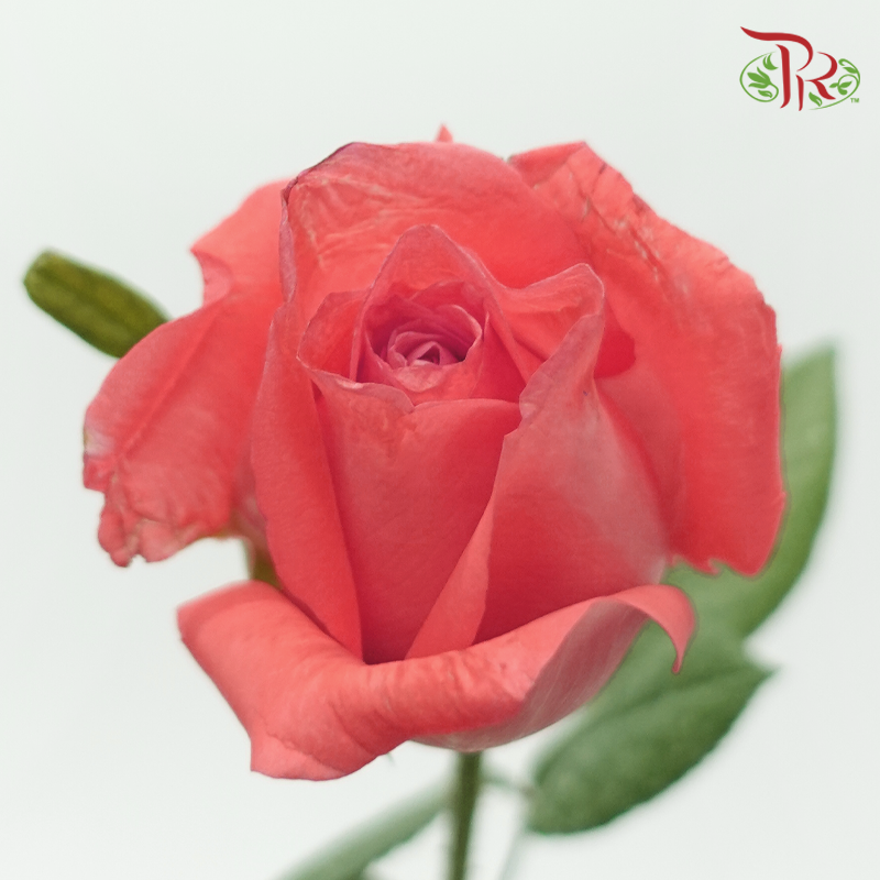 Rose - Coral Orange (10 Stems)-Orange-Malaysia-prflorist.com.my