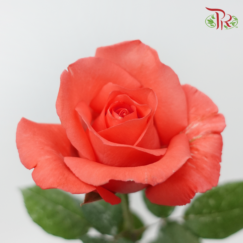 Rose - Coral Orange (10 Stems)-Orange-Malaysia-prflorist.com.my