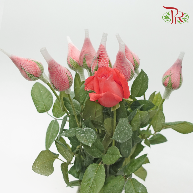 Rose - Coral Orange (10 Stems)-Orange-Malaysia-prflorist.com.my