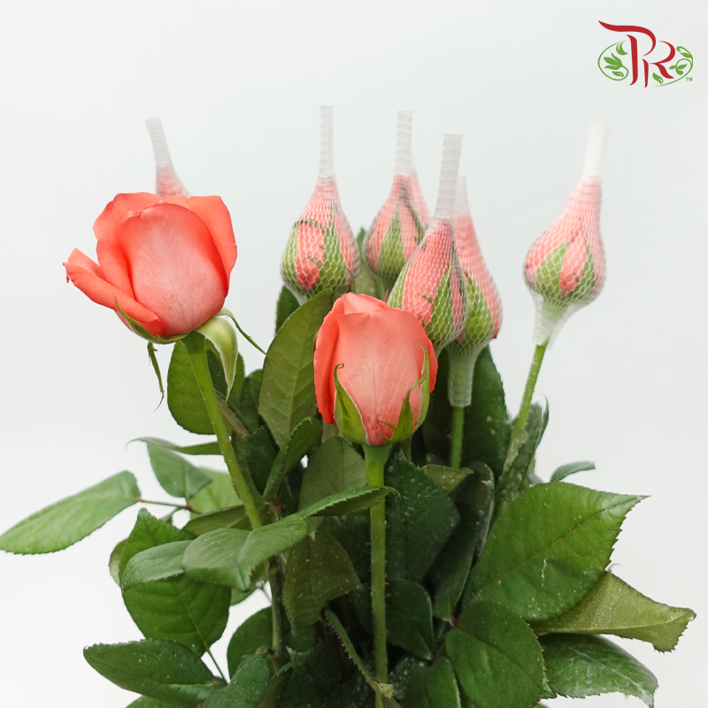 Rose - Coral Orange (10 Stems)-Orange-Malaysia-prflorist.com.my