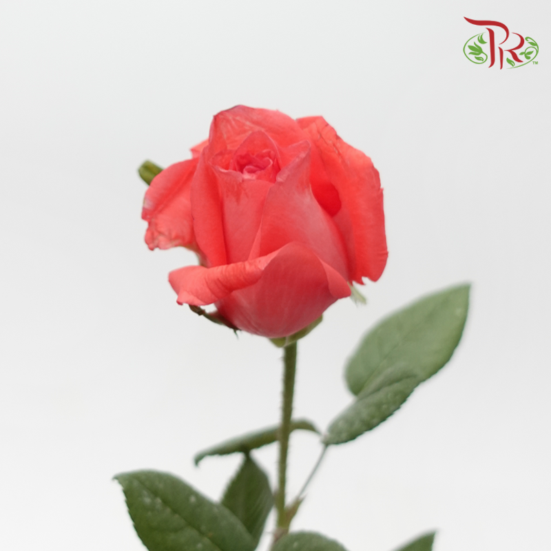 Rose - Coral Orange (10 Stems)-Orange-Malaysia-prflorist.com.my