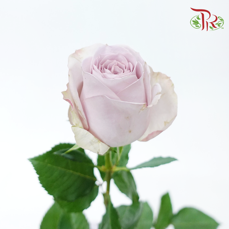 Rose - Cosette (10 Stems)-Light Purple-China-prflorist.com.my