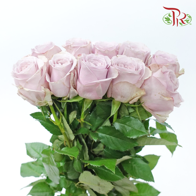 Rose - Cosette (10 Stems)-Light Purple-China-prflorist.com.my