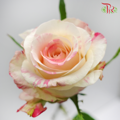 Rose - Creamy Pink (10 Stems)-Pink-China-prflorist.com.my