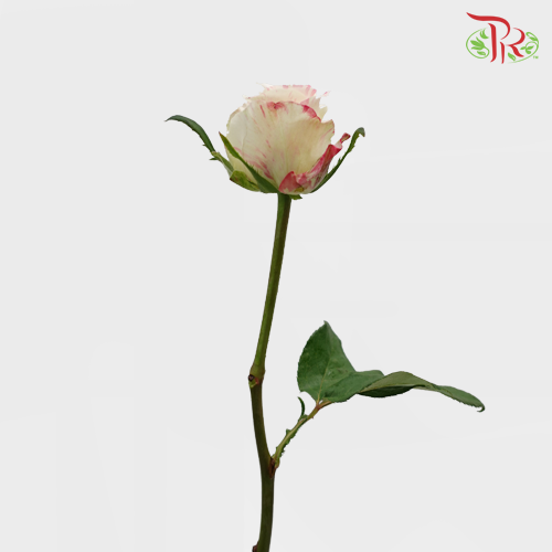 Rose - Creamy Pink (10 Stems)-Pink-China-prflorist.com.my