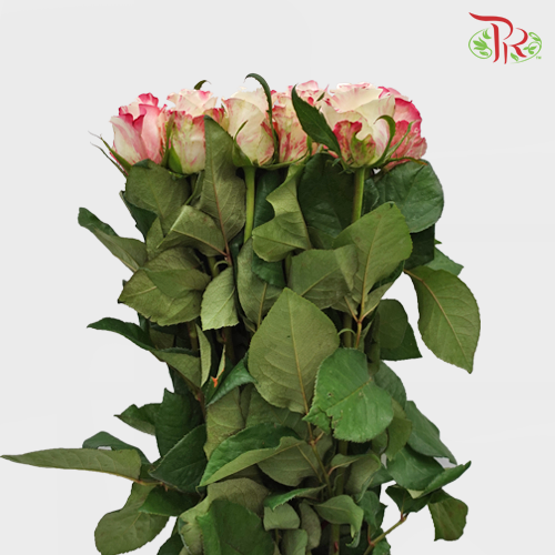 Rose - Creamy Pink (10 Stems)-Pink-China-prflorist.com.my