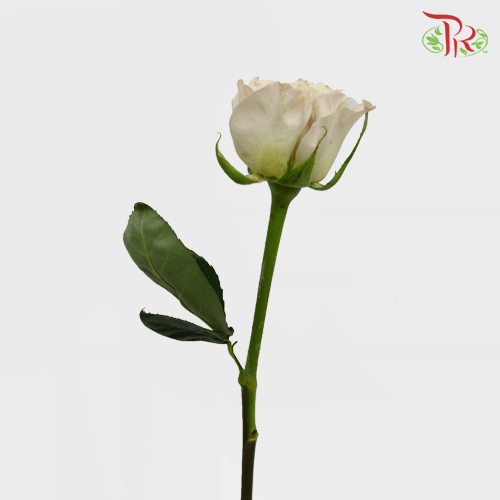 Rose - Diaochan (20 Stems)-China-prflorist.com.my