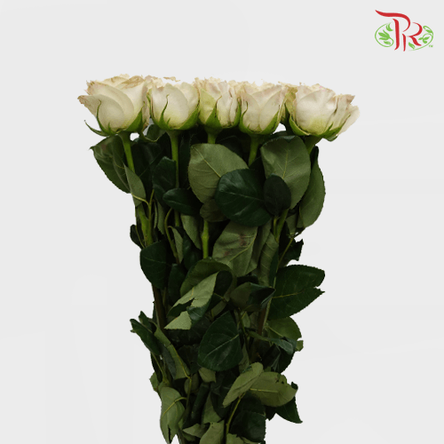 Rose - Diaochan (20 Stems)-China-prflorist.com.my