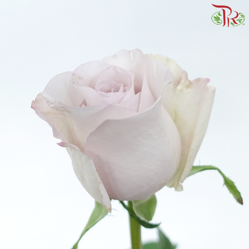 Rose - Dora (10 Stems)-Dora-China-prflorist.com.my