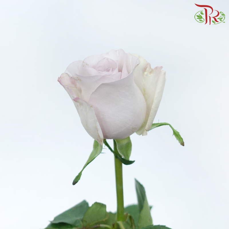 Rose - Dora (10 Stems)-Dora-China-prflorist.com.my