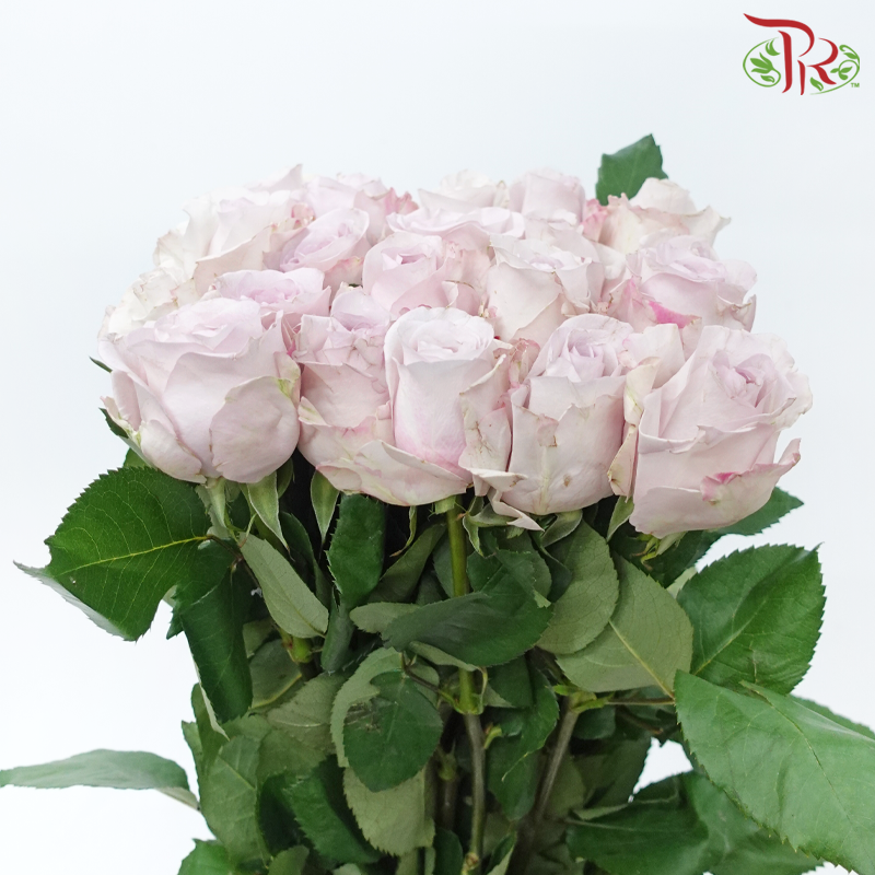 Rose - Dora (10 Stems)-Dora-China-prflorist.com.my