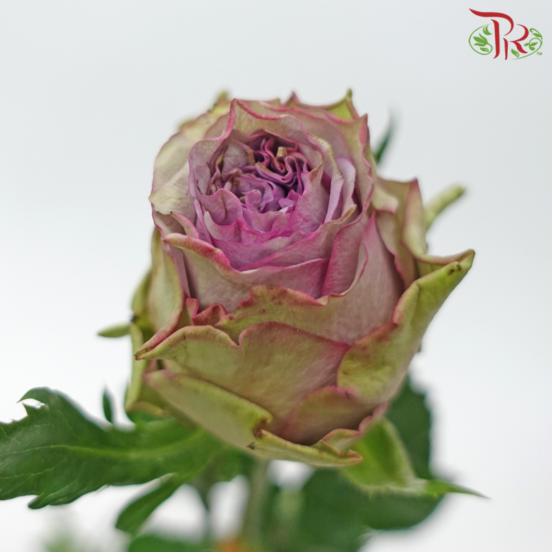Rose - Dorota Purple (20 Stems)-Dorota Purple-China-prflorist.com.my