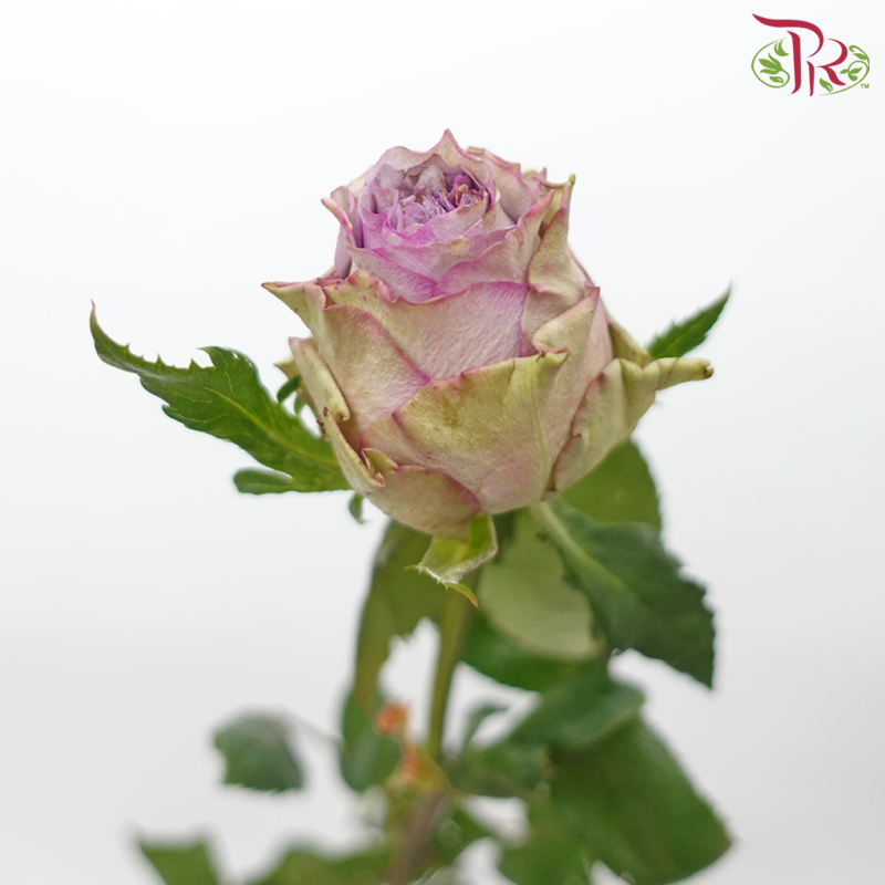 Rose - Dorota Purple (20 Stems)-Dorota Purple-China-prflorist.com.my