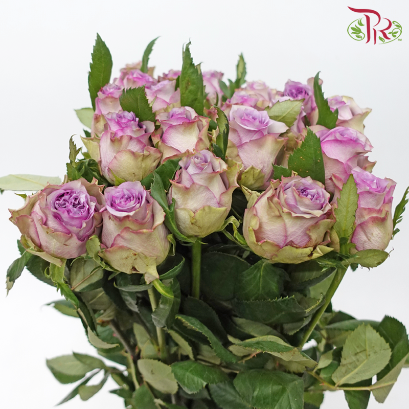 Rose - Dorota Purple (20 Stems)-Dorota Purple-China-prflorist.com.my