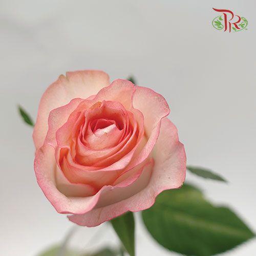 Rose - Essar ( 20 Stems )-Pink-China-prflorist.com.my
