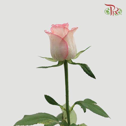 Rose - Essar ( 20 Stems )-Pink-China-prflorist.com.my