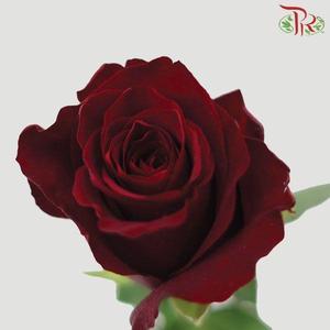 Rose Fontana - Ever Red / Explorer (10 Stems)-Red-Kenya-prflorist.com.my