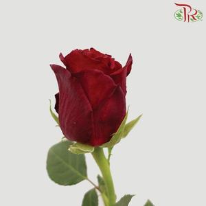 Rose Fontana - Ever Red / Explorer (10 Stems)-Red-Kenya-prflorist.com.my