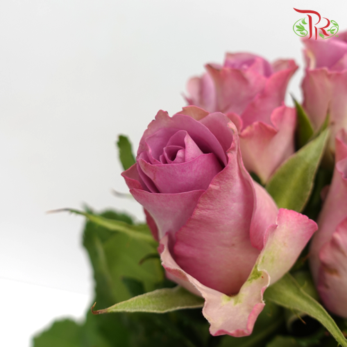 Rose Fontana - Moody Blue (10 Stems)-Purple-Kenya-prflorist.com.my