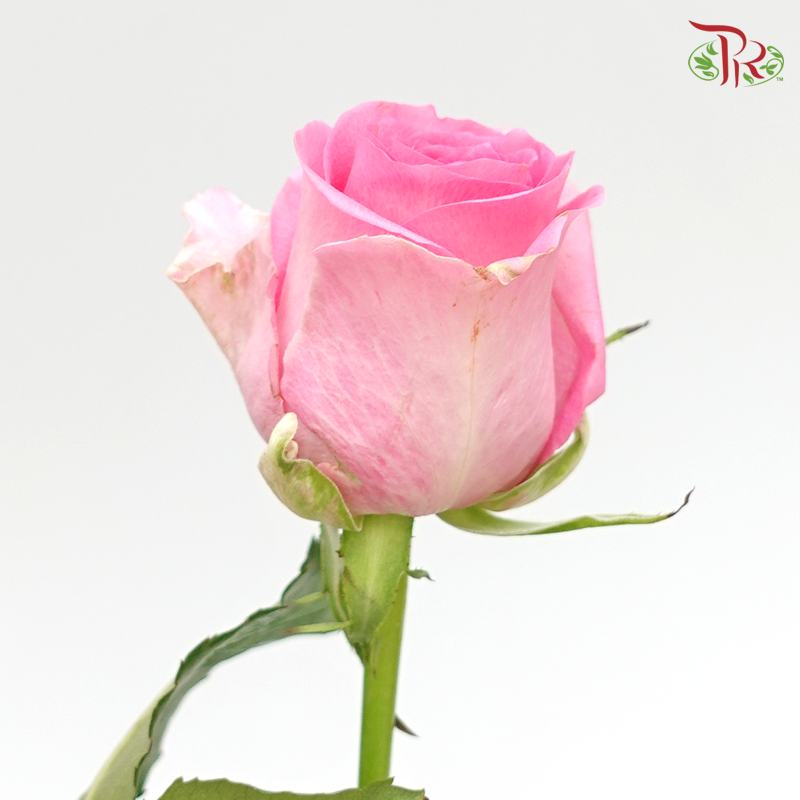 Rose Fontana - Revival (10 Stems)-Pink-Kenya-prflorist.com.my