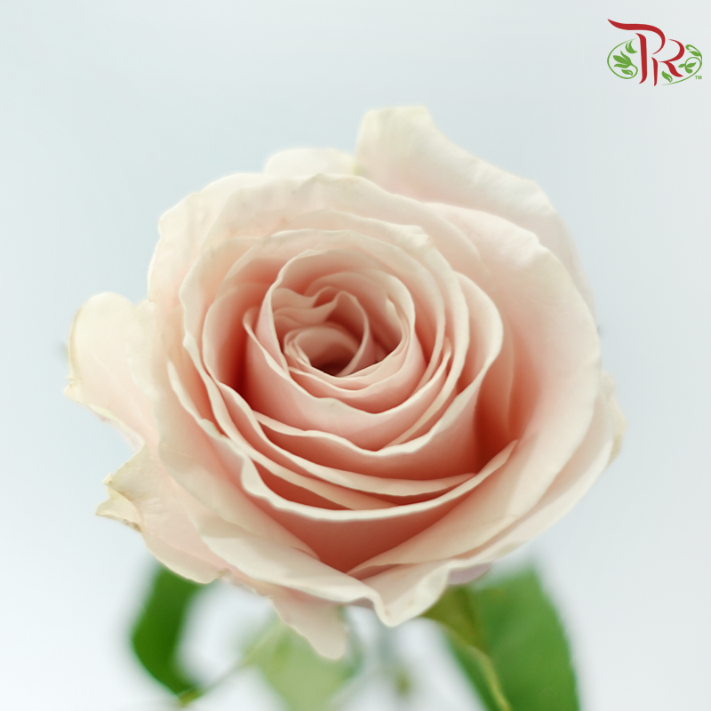 Rose Fontana - Vendela (10 Stems)-Cream-Kenya-prflorist.com.my