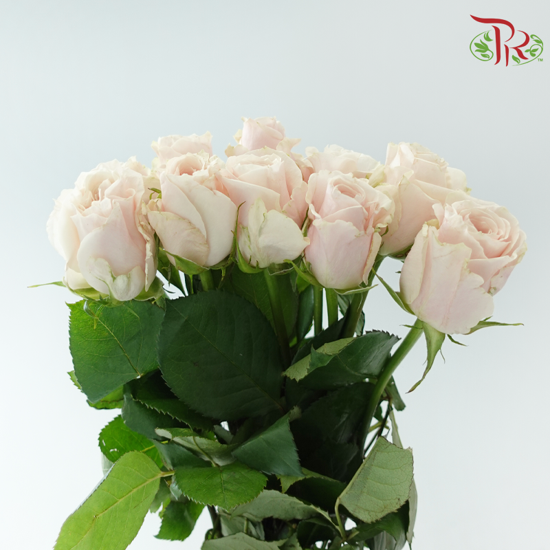 Rose Fontana - Vendela (10 Stems)-Cream-Kenya-prflorist.com.my