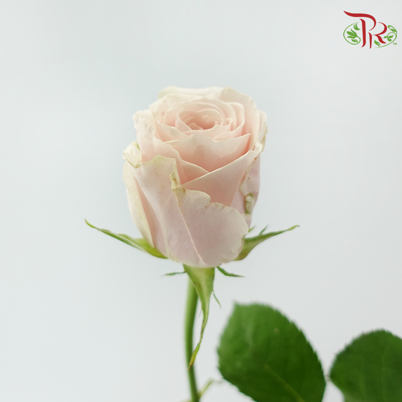 Rose Fontana - Vendela (10 Stems)-Cream-Kenya-prflorist.com.my