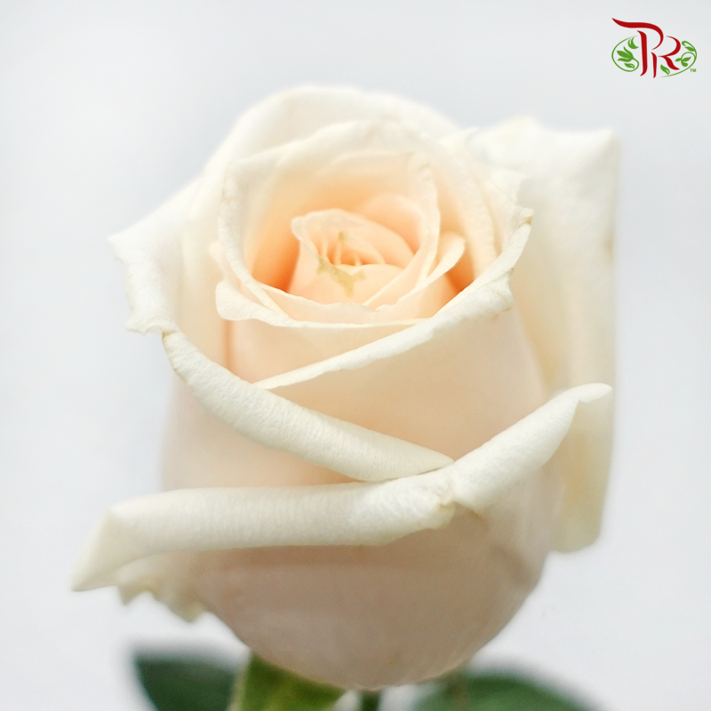 Rose Fontana - Vendela (10 Stems)-Cream-Kenya-prflorist.com.my