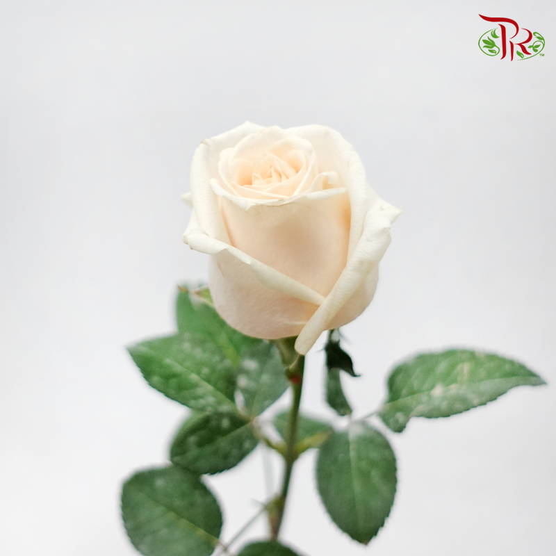 Rose Fontana - Vendela (10 Stems)-Cream-Kenya-prflorist.com.my