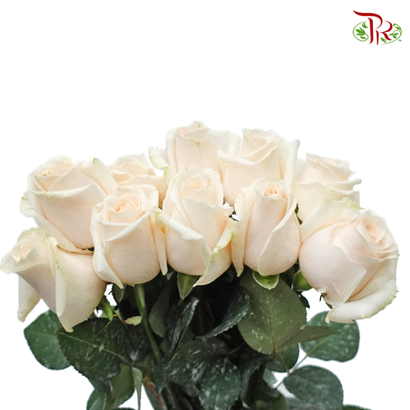 Rose Fontana - Vendela (10 Stems)-Cream-Kenya-prflorist.com.my